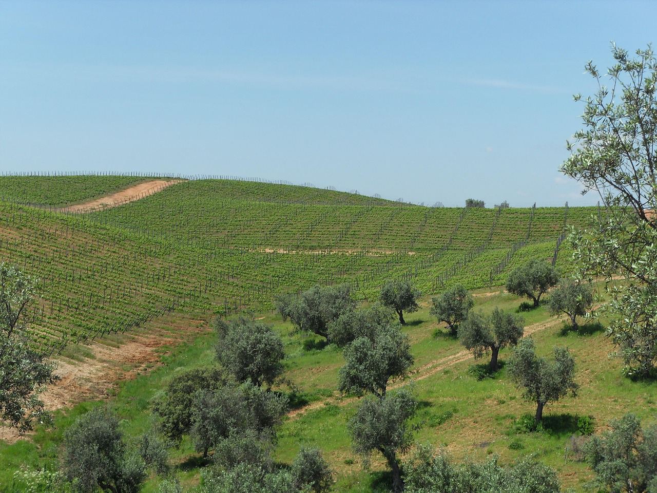 Vineyard Olive Grove Tree Memorial